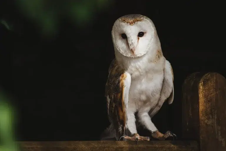 Owl Prowl