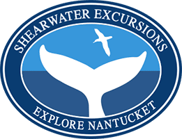 Shearwater Excursions