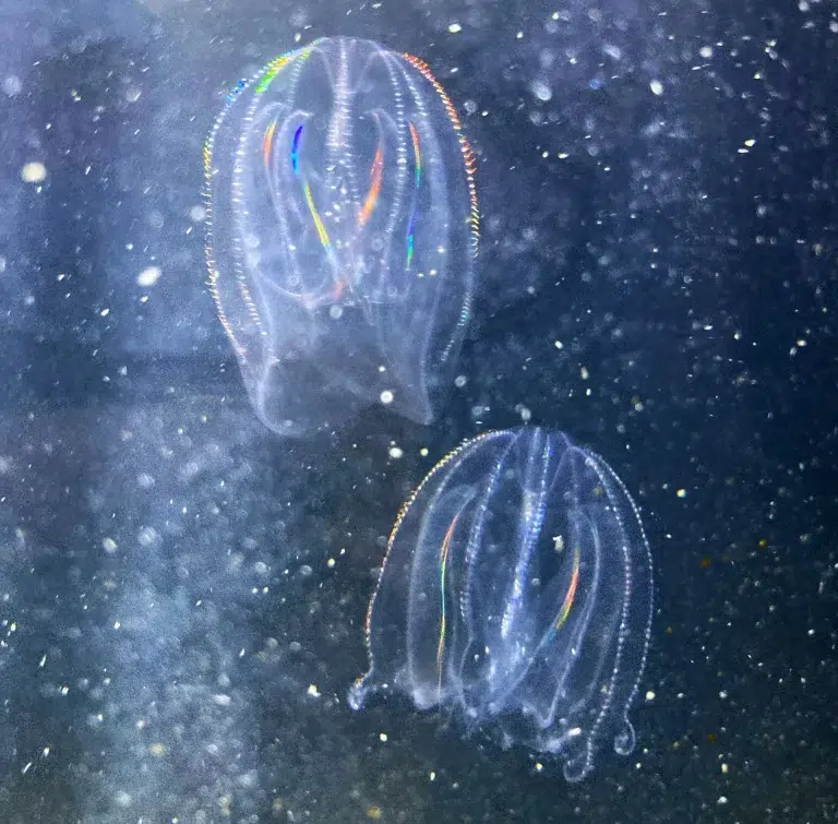 Night at the Aquarium