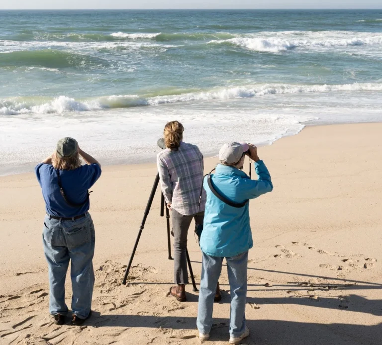 Nantucket Bird Walk with Ginger Andrews