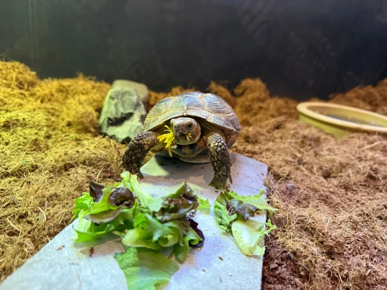 Ravenous Reptiles