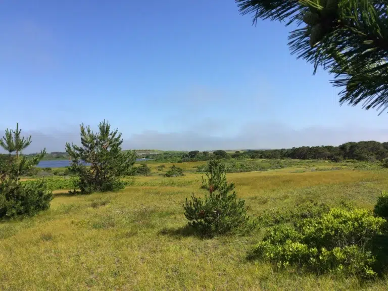 Guided Nature Walk – Sandplain Grassland Biodiversity