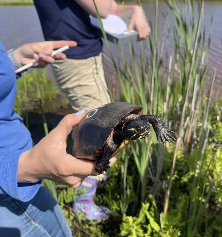 Ecologist in Training – Turtle Trapping: Basics of Freshwater Turtle Sampling