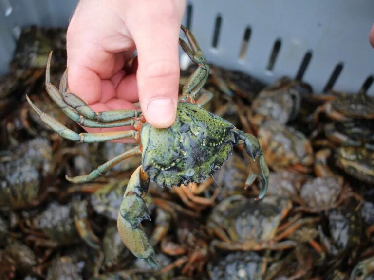 MMA Green Crab Identification Workshop and Derby Information Session